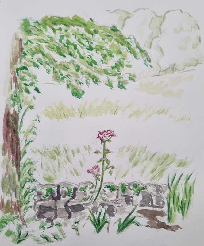 Rose in landscape, watercolour and pencil