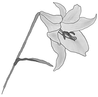 Lily, shaded.