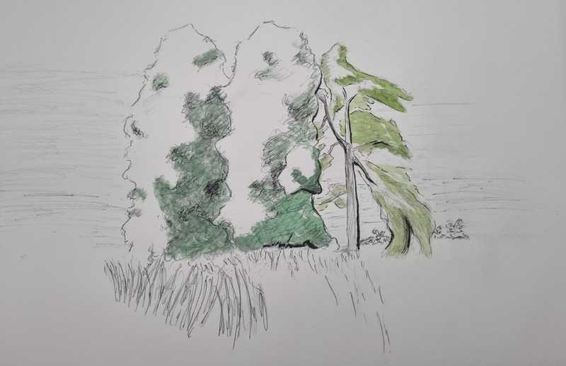 Tree study, pencil, ink, and watercolour