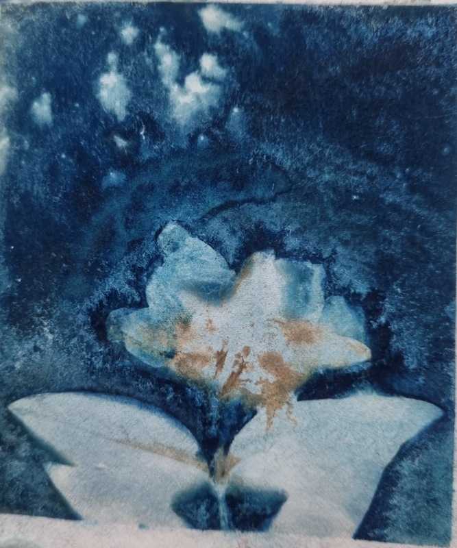 Cyanotype, 2 of 2