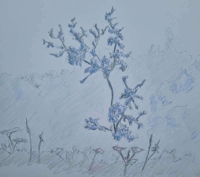 Tree, pencil and blue pencil