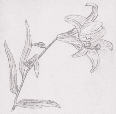 Japanese Lily