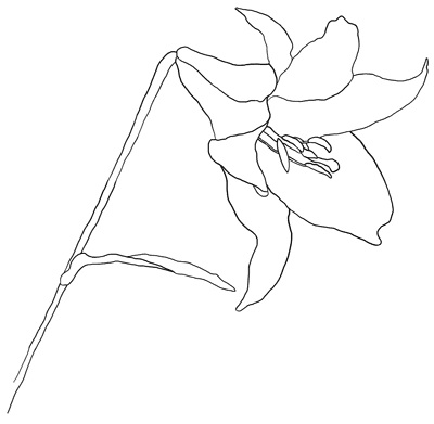 Lily