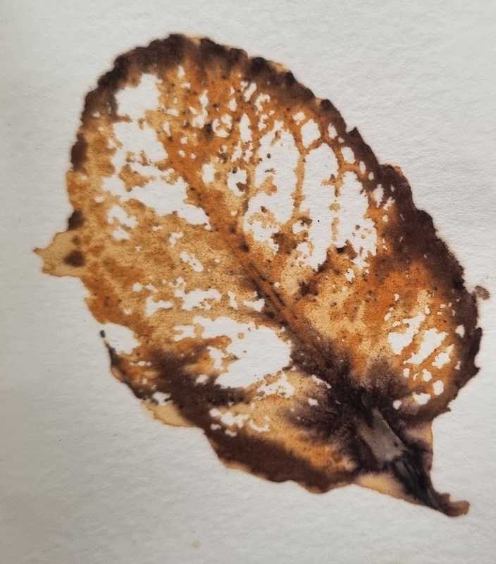 Eco print
