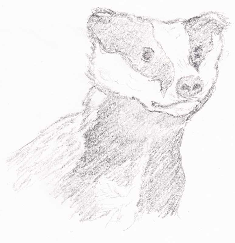 Badger