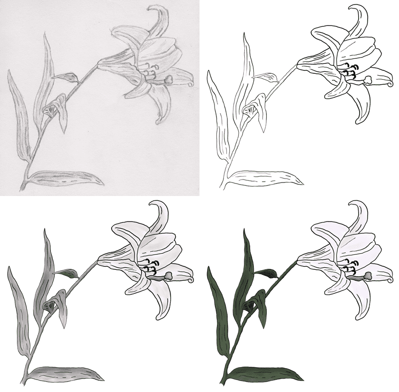 Another Lily